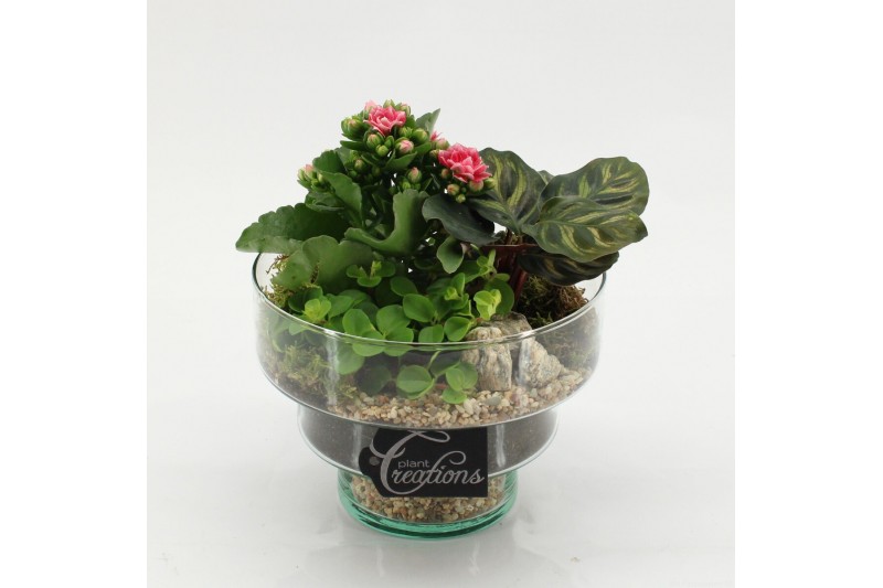 Arrangementen kamerplanten ESCR-2627RZ Essentials 3 pp 