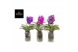 Vanda hybriden Vanda Bose XL Colour Mix 1 tak/plnt