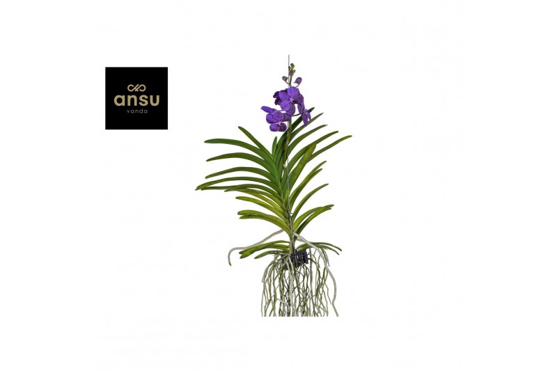 Vanda hybriden Vanda Tayanee Blue Large 1 tak/plnt 
