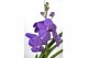 Vanda hybriden Vanda Tayanee Blue Large 1 tak/plnt 