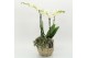 Phalaenopsis PHAL-2627W Phalaenopsis creatie 2 pp 