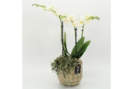 Phalaenopsis PHAL-2627W Phalaenopsis creatie 2 pp