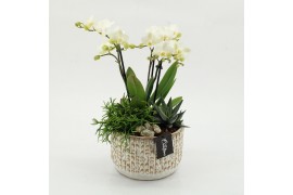 Phalaenopsis PHAL-2606 Phalaenopsis creatie 3 pp