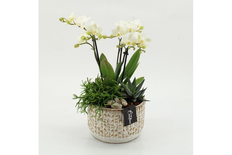 Phalaenopsis PHAL-2606 Phalaenopsis creatie 3 pp 