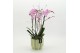 Phalaenopsis PHAL-2617RZ Phalaenopsis creatie 2 pp 