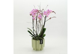 Phalaenopsis PHAL-2617RZ Phalaenopsis creatie 2 pp