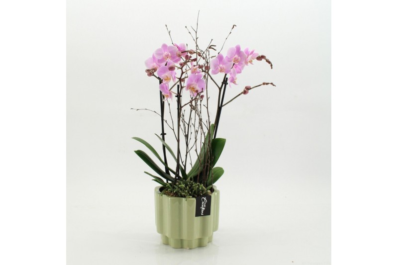 Phalaenopsis PHAL-2617RZ Phalaenopsis creatie 2 pp 