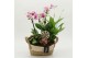 Phalaenopsis PHAL-2630RZ Phalaenopsis creatie 4 pp 