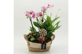 Phalaenopsis PHAL-2630RZ Phalaenopsis creatie 4 pp