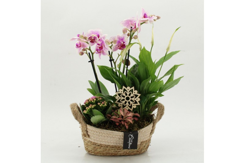 Phalaenopsis PHAL-2630RZ Phalaenopsis creatie 4 pp 