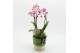 Phalaenopsis PHAL-2619RZ Phalaenopsis creatie 2 pp 