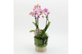 Phalaenopsis PHAL-2619RZ Phalaenopsis creatie 2 pp