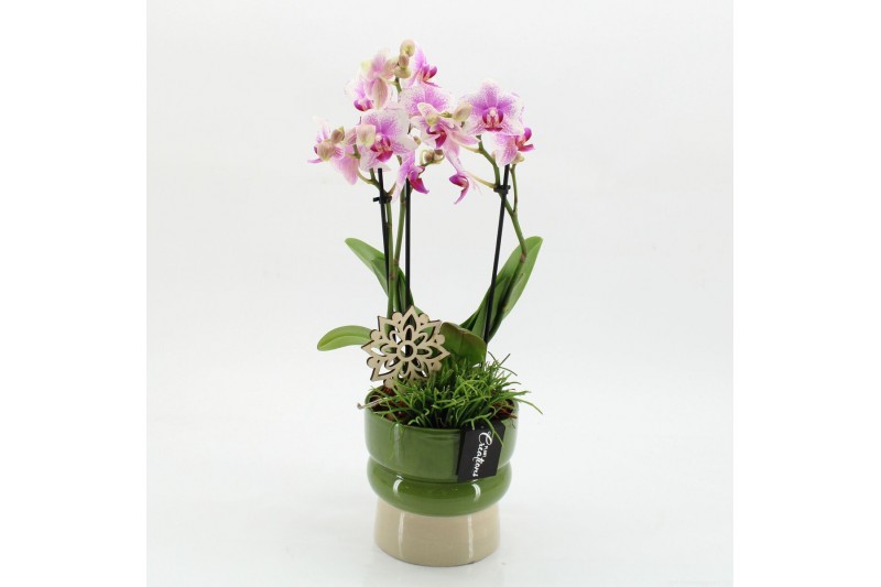 Phalaenopsis PHAL-2619RZ Phalaenopsis creatie 2 pp 