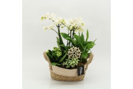 Phalaenopsis PHAL-2630W Phalaenopsis creatie 4 pp