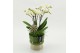 Phalaenopsis PHAL-2619W Phalaenopsis creatie 2 pp 