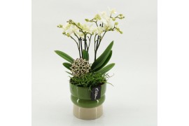 Phalaenopsis PHAL-2619W Phalaenopsis creatie 2 pp