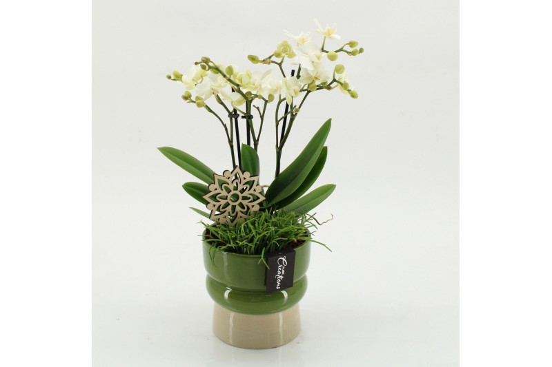 Phalaenopsis PHAL-2619W Phalaenopsis creatie 2 pp 