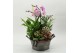 Phalaenopsis PHAL-2632RZ Phalaenopsis creatie 5 pp 