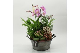 Phalaenopsis PHAL-2632RZ Phalaenopsis creatie 5 pp
