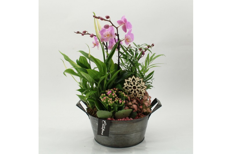 Phalaenopsis PHAL-2632RZ Phalaenopsis creatie 5 pp 