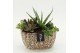 Arrangementen succulenten SUCR-2614 Succulent Essentials 3 pp 