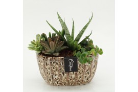 Arrangementen succulenten SUCR-2614 Succulent Essentials 3 pp