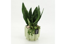 Arrangementen Sansevieria  SUCR-2625 Succulent Essentials 2 pp
