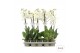 Phalaenopsis wit Phalaenopsis wit-gele lip - 1 tak 70cm 9+/vertakt 12  
