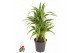 Dracaena fragr. der. lemon lime Dracaena Lemon Lime1 pp 