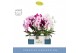 Phalaenopsis mix Mirror Miracle Mix 2 spike in Emilia White Aquo 15 bl 