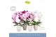 Phalaenopsis mix Mirror Miracle Mix 2 spike in Emilia White Aquo 15 bl 