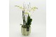 Phalaenopsis PHAL-2617W Phalaenopsis creatie 2 pp 