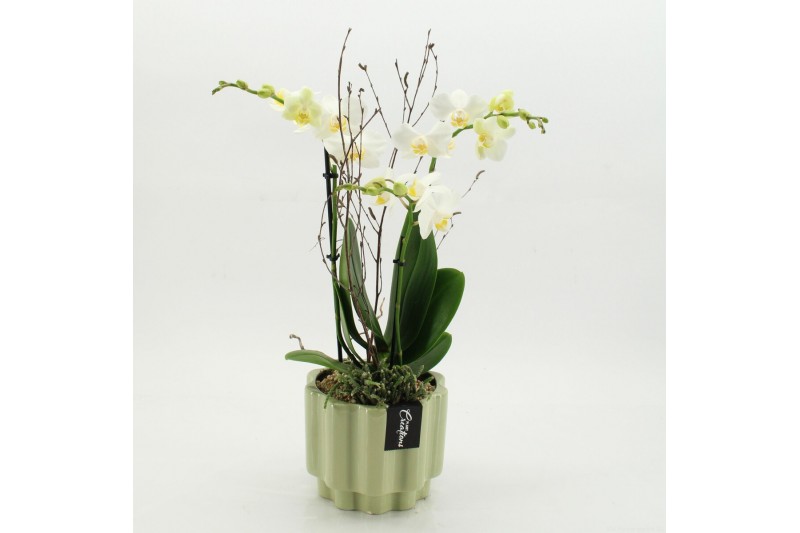 Phalaenopsis PHAL-2617W Phalaenopsis creatie 2 pp 