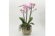 Phalaenopsis PHAL-2627RZ Phalaenopsis creatie 2 pp 