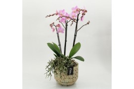 Phalaenopsis PHAL-2627RZ Phalaenopsis creatie 2 pp