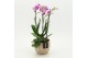 Phalaenopsis PHAL-2607RZ Phalaenopsis creatie 2 pp 