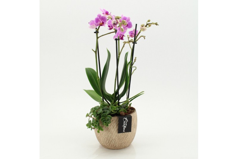 Phalaenopsis PHAL-2607RZ Phalaenopsis creatie 2 pp 