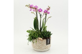 Phalaenopsis PHAL-2606RZ Phalaenopsis creatie 3 pp