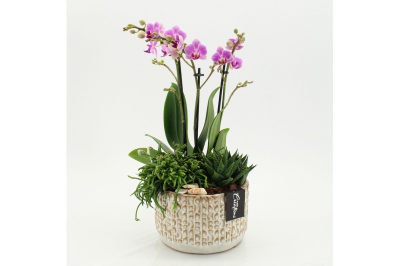 Phalaenopsis PHAL-2606RZ Phalaenopsis creatie 3 pp 