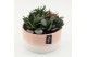 Arrangementen succulenten SUCR-2634 Succulent Essentials 3 pp 