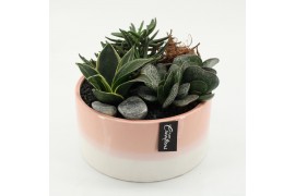 Arrangementen succulenten SUCR-2634 Succulent Essentials 3 pp