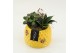 Arrangementen succulenten SUCR-2638 Succulent Essentials 2 pp 