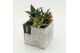 Arrangementen succulenten SUCR-2639 Succulent Essentials 2 pp 