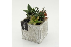 Arrangementen succulenten SUCR-2639 Succulent Essentials 2 pp
