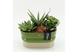 Arrangementen succulenten SUCR-2624 Succulent Essentials 3 pp