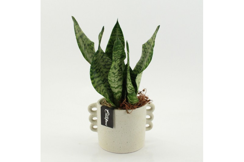 Arrangementen Sansevieria  SUCR-2635 Succulent Essentials 1 pp 