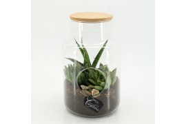 Arrangementen succulenten SUCR-2607 Succulent Essentials terrarium 3 p