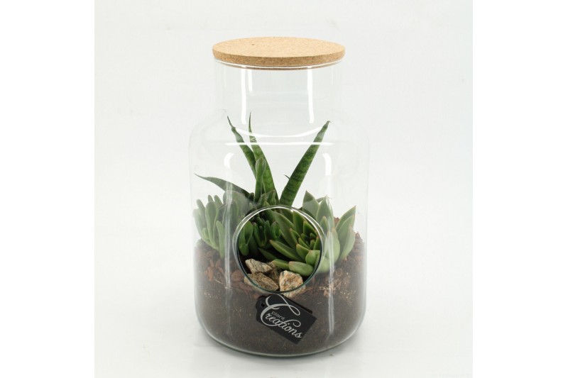 Arrangementen succulenten SUCR-2607 Succulent Essentials terrarium 3 p 