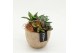 Arrangementen succulenten SUCR-2619 Succulent Essentials 2 pp 