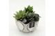 Arrangementen succulenten SUCR-2640 Succulent Essentials 3 pp 